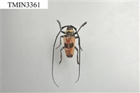 雙瞳黃天牛(蘭嶼粗天牛)藏品圖，第2張
